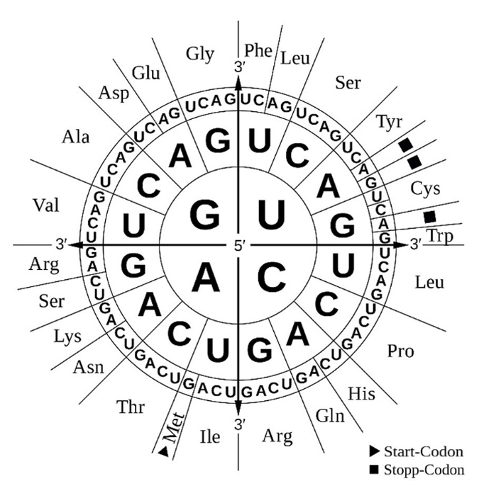 Codonrad: mRNA-Codons, zugehörige Aminosäuren und Markierung für Start- und Stopp-Codons
